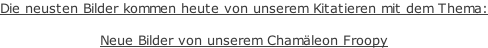 Die neusten Bilder kommen heute von unserem Kitatieren mit dem Thema:  Neue Bilder von unserem Chamäleon Froopy